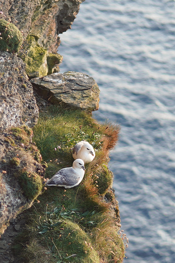 Love birds at the cliffs of moher